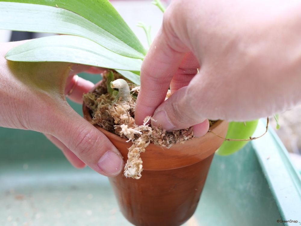 胡蝶蘭 植え替え 水苔を鉢にいれる