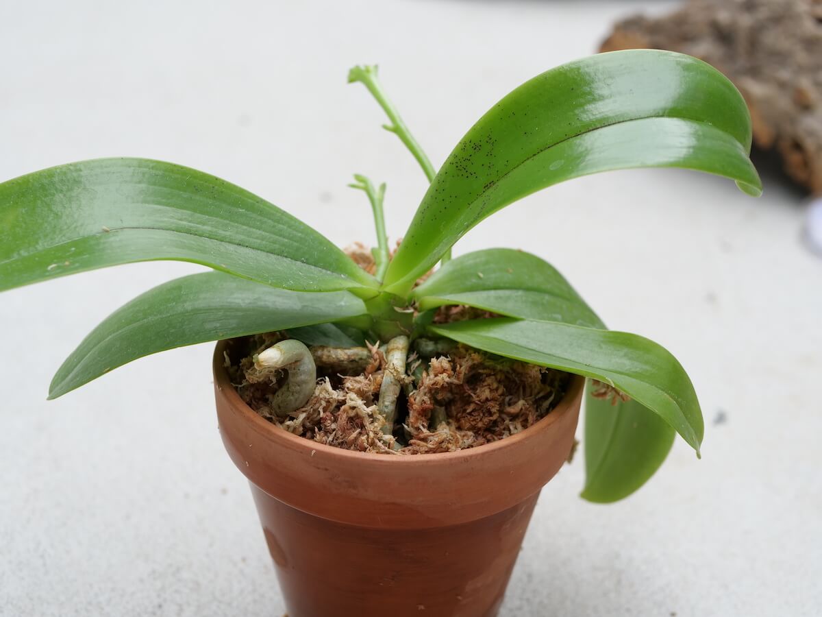 胡蝶蘭の植え替え バークや水苔を使う方法や時期 その後の手入れは Greensnap グリーンスナップ