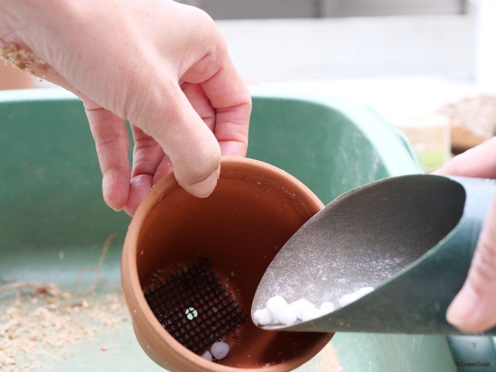 胡蝶蘭 植え替え 鉢底にネット・底石をいれる