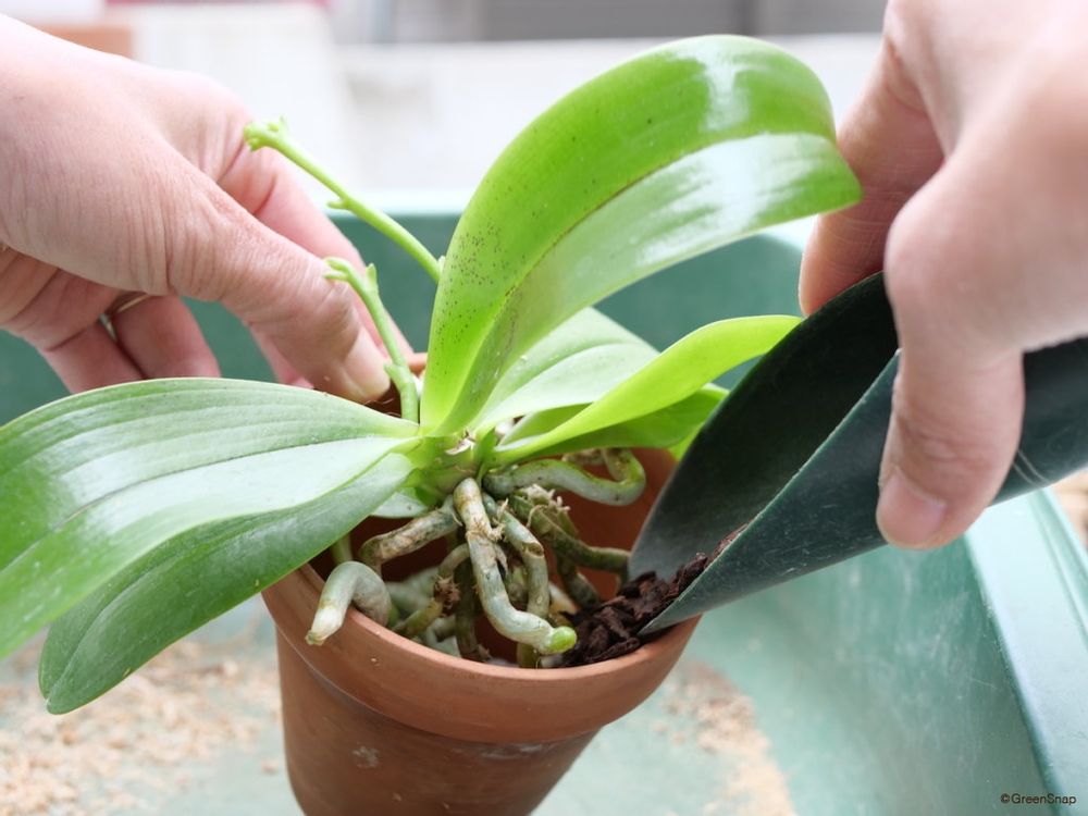 胡蝶蘭 植え替え バークを隙間にいれていく