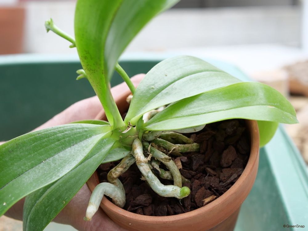 胡蝶蘭 植え替え バーク 完成