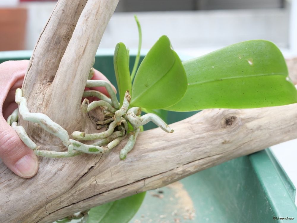 胡蝶蘭 植え替え 流木 着生させたいところに置く