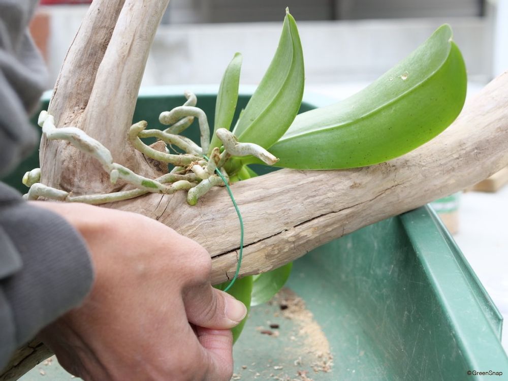 胡蝶蘭 植え替え 流木 ワイヤーやテグスで仮止め