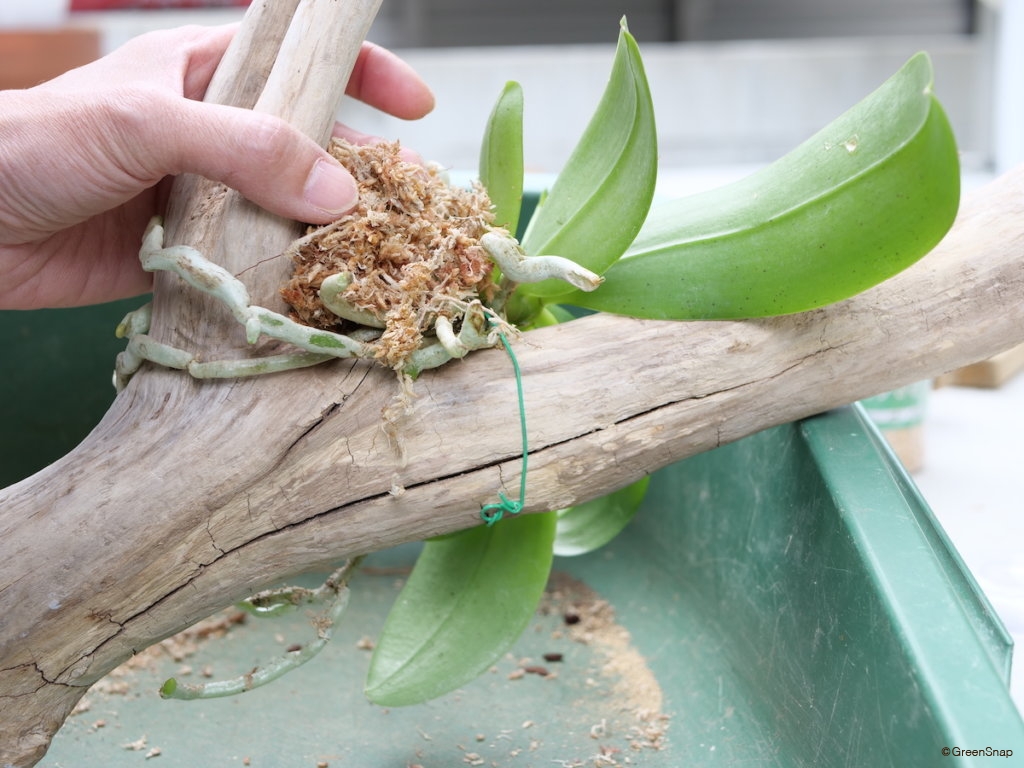 胡蝶蘭 植え替え 流木 水苔を根の隙間にいれる