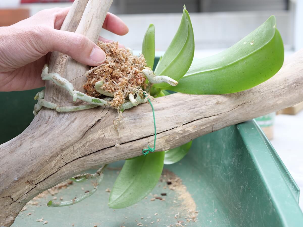 胡蝶蘭の植え替え バークや水苔を使う方法や時期 その後の手入れは Greensnap グリーンスナップ