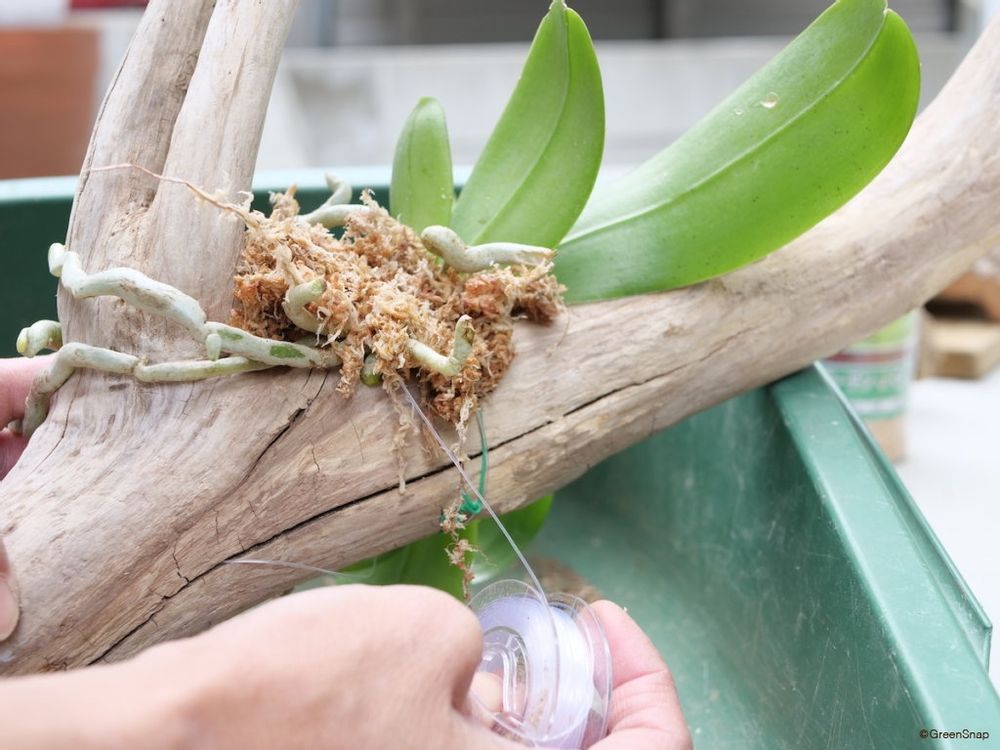 胡蝶蘭 植え替え 流木 再度テグスなどで固定