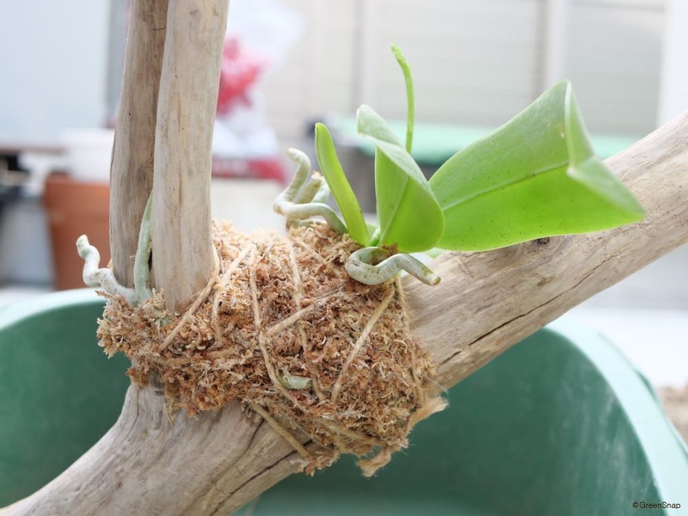 胡蝶蘭 植え替え 流木 完成
