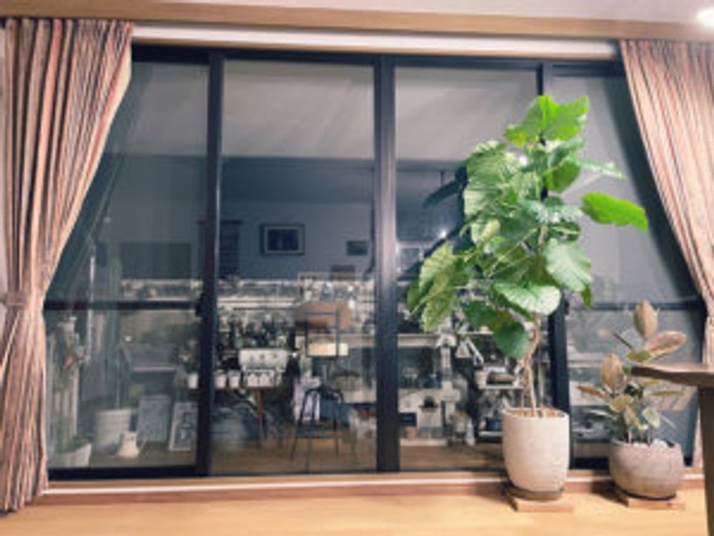 ゴムの木　インテリア