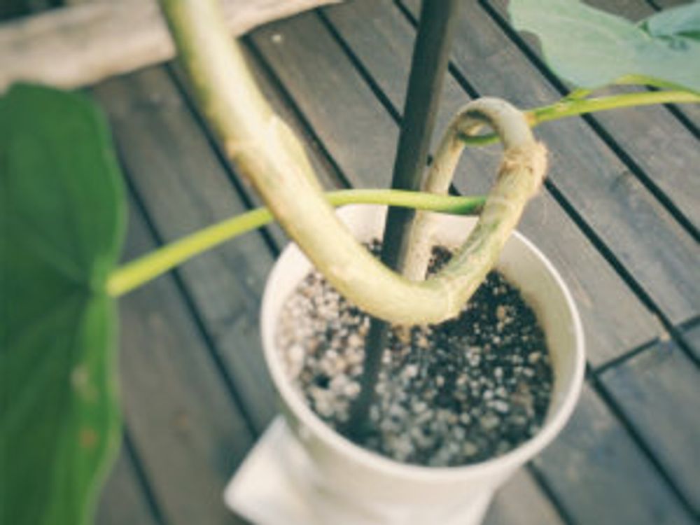 フィカス・ウンベラータ　枝