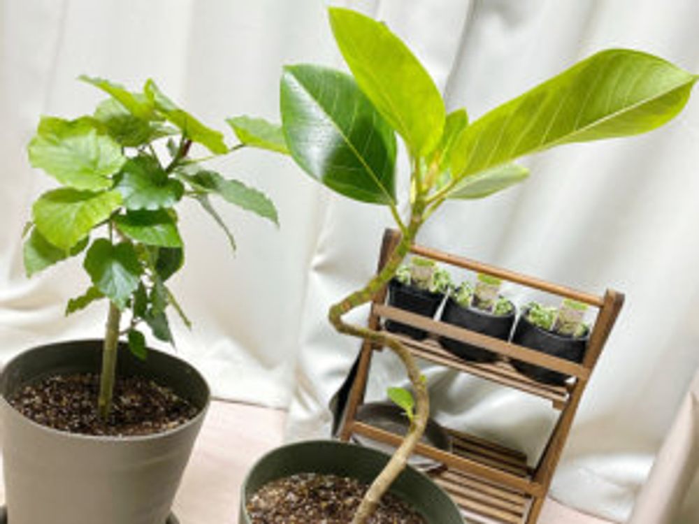 フィカス・ウンベラータ