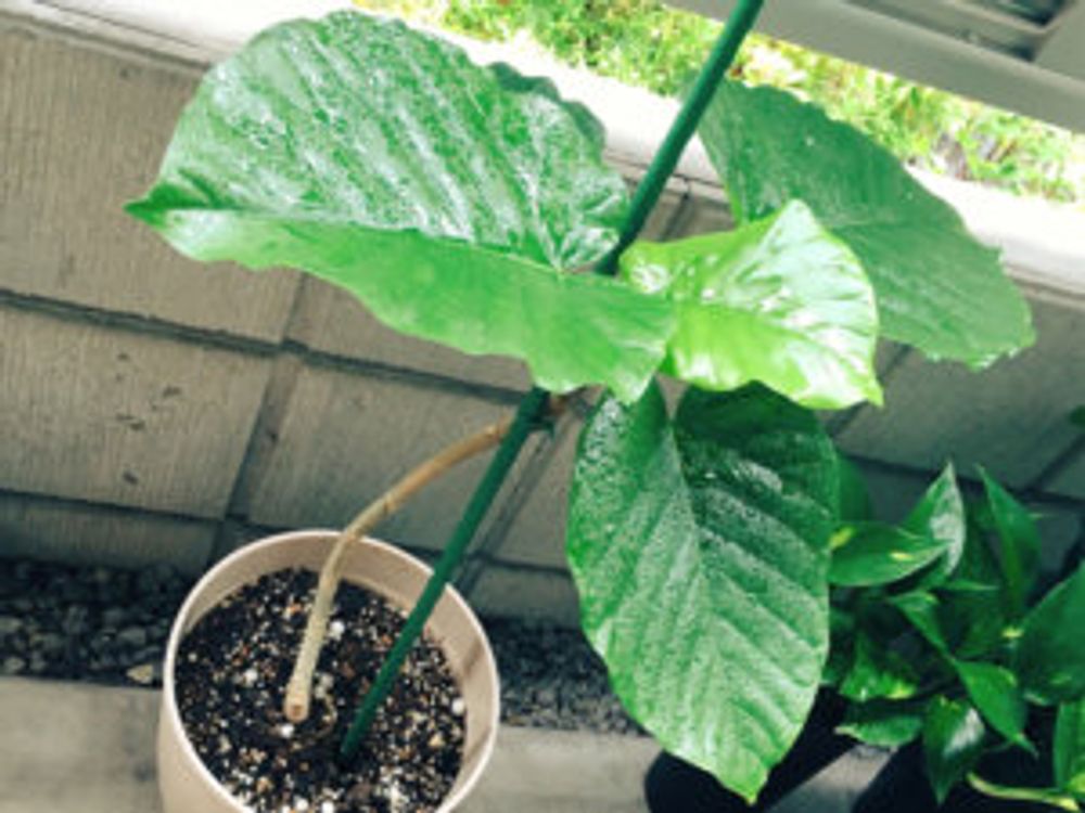 フィカス・ウンベラータ　曲げ加工