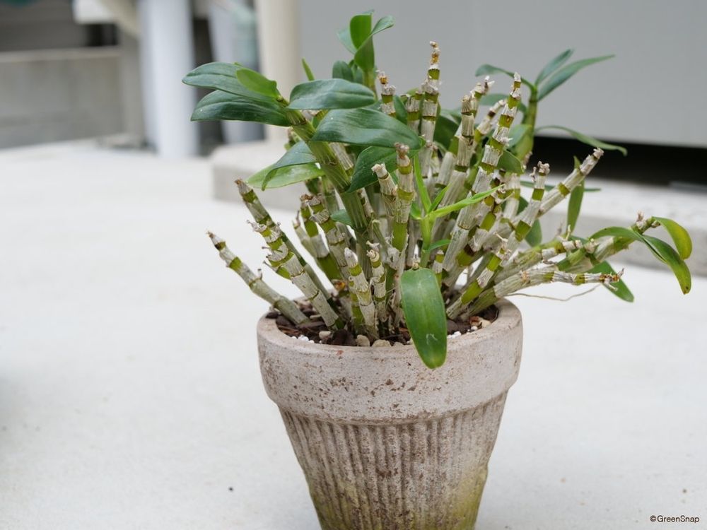デンドロビウム 植え替え後