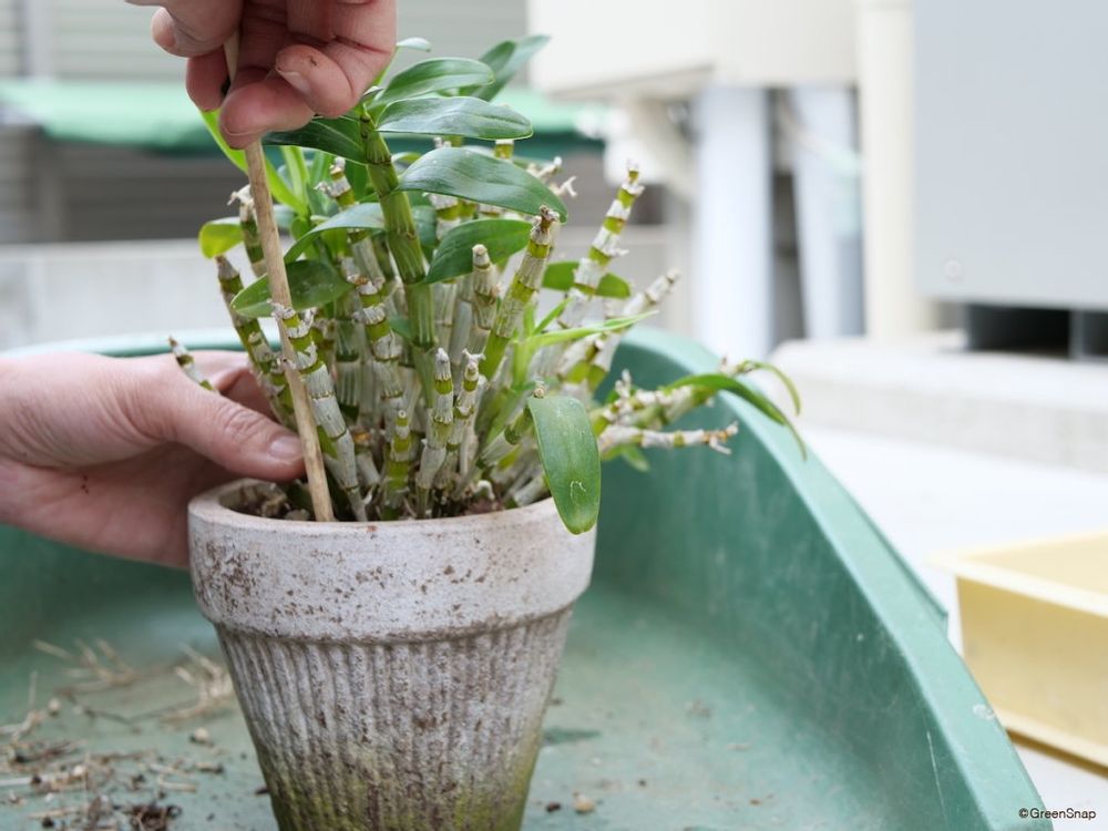デンドロビウム 植え替え 突いてさらに土をいれる