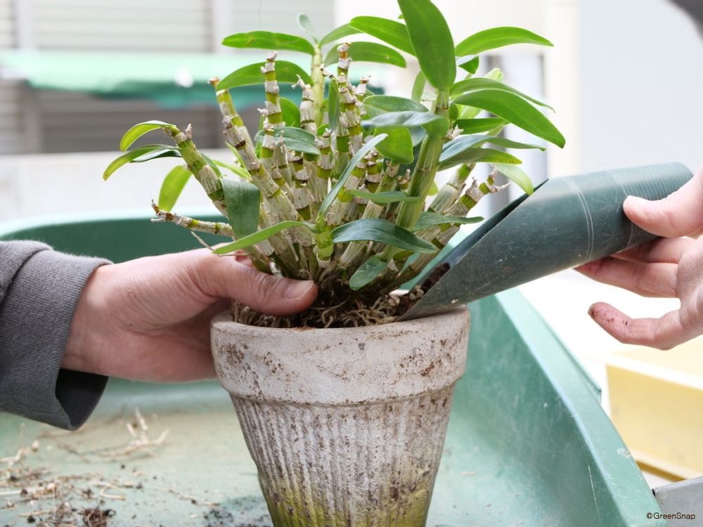 デンドロビウム 植え替え 土をいれる