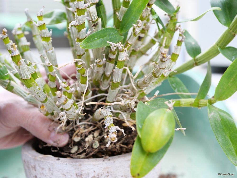 デンドロビウム 植え替え 鉢から引き抜く