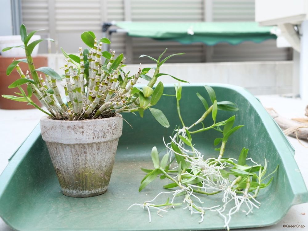 デンドロビウム 剪定後