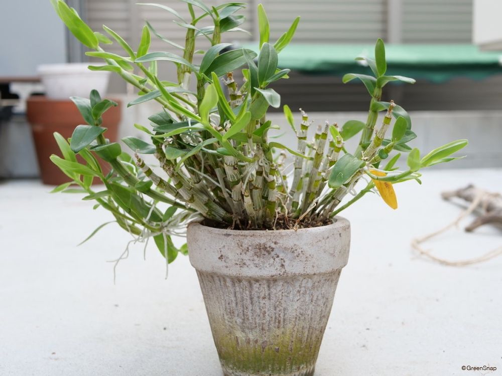 デンドロビウム 植え替え前