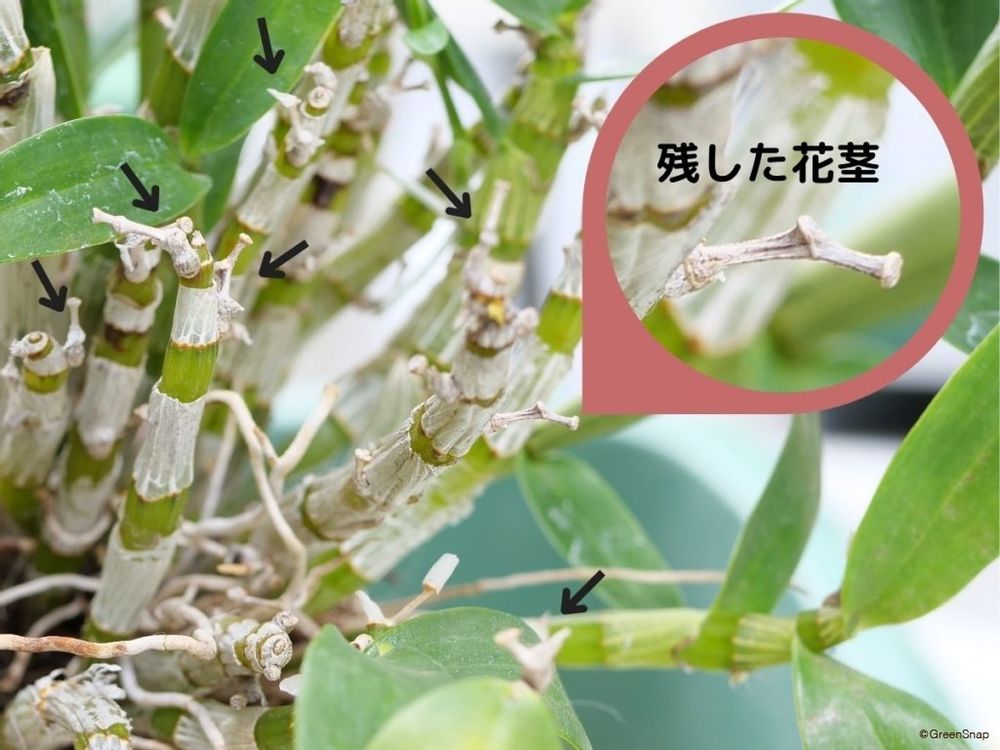 デンドロビウム 花が終わったら 花がら摘み