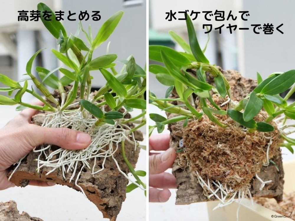 デンドロビウム 増やし方 株分け