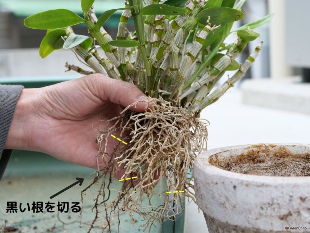 デンドロビウム 植え替え 根の整理