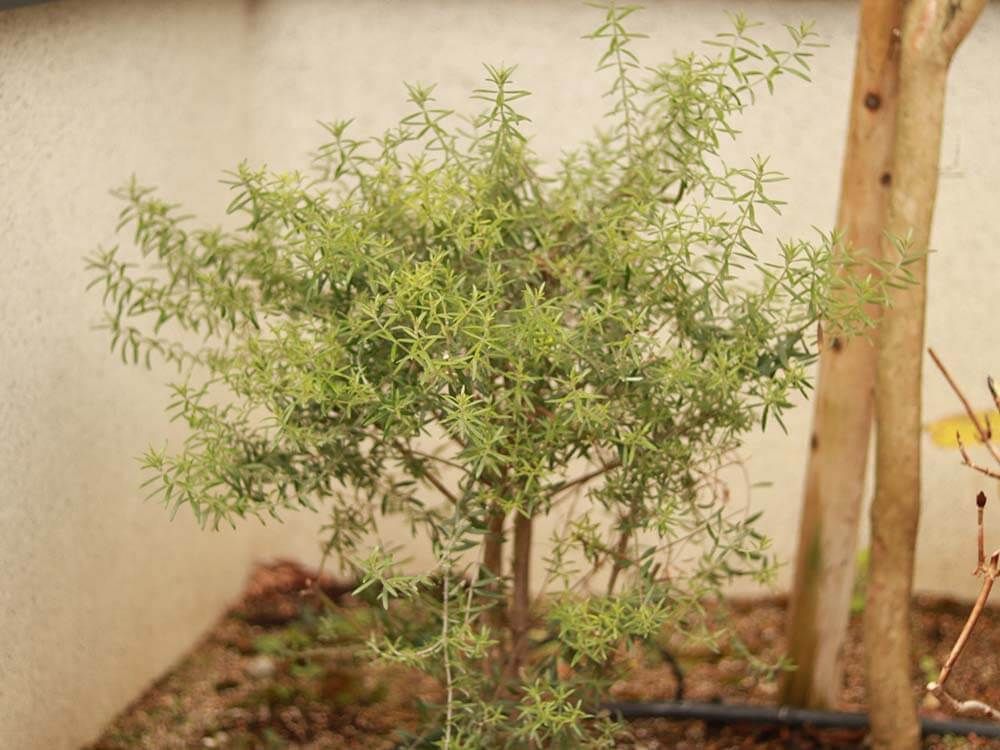 ローズマリー　GSオリジナル