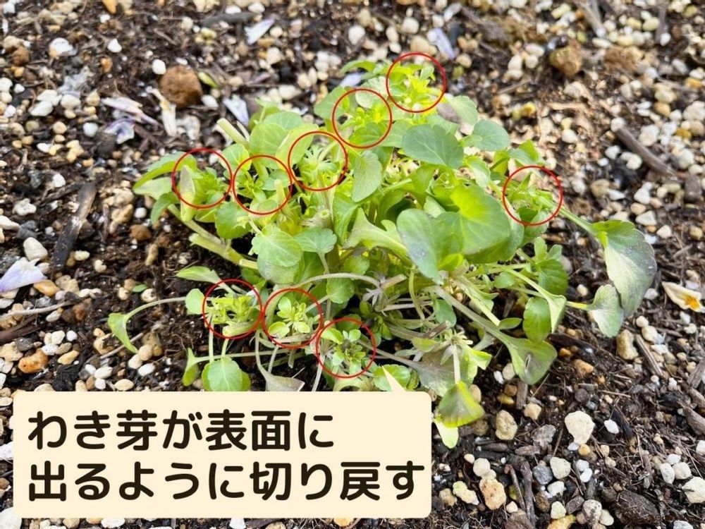 ビオラ 切り戻し わき芽が表面にくるように切り戻す