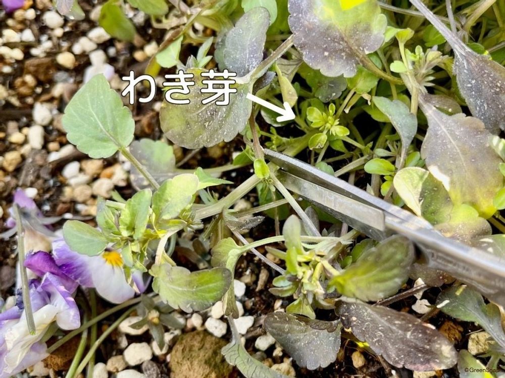 ビオラ 切り戻し わき芽の上で切る