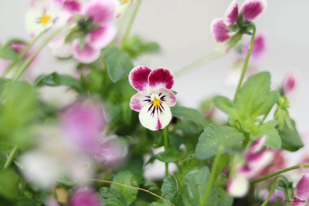 ビオラ ピンクラビット