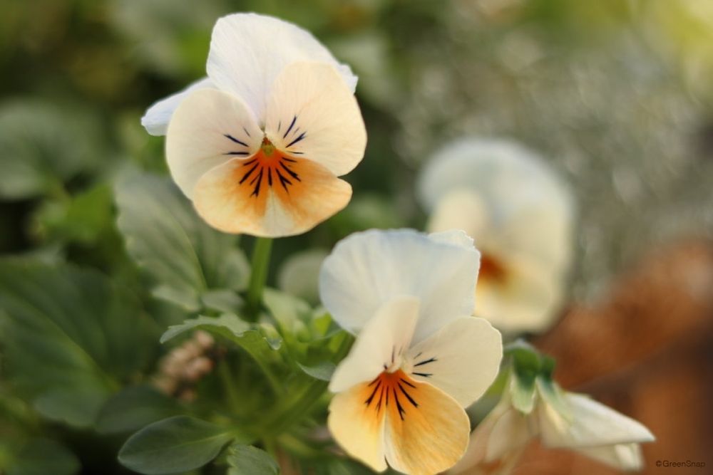 ビオラカリフォルニアアイボリーオレンジ