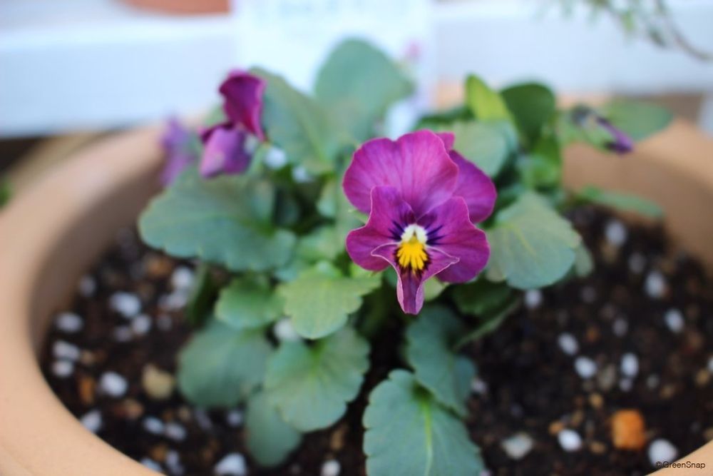 ビオラ ムラサキトキメキ