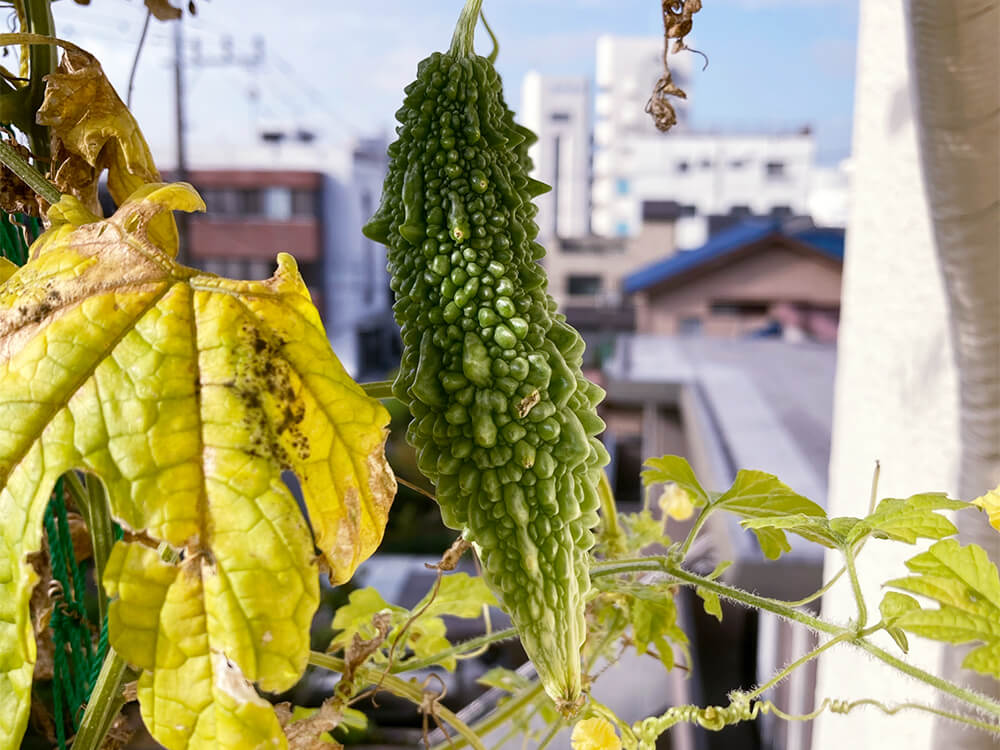 ゴーヤの病気 害虫 虫の種類や症状 予防と対策は Greensnap グリーンスナップ