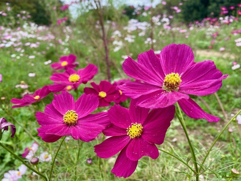 コスモス