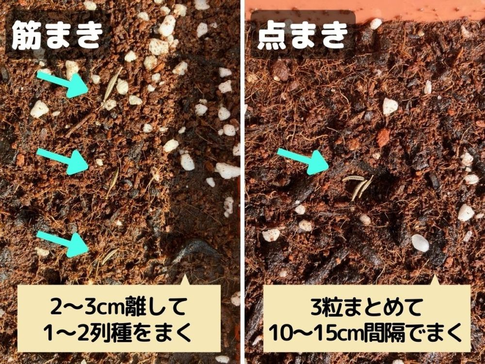 コスモス 種まき 点まき 筋まき