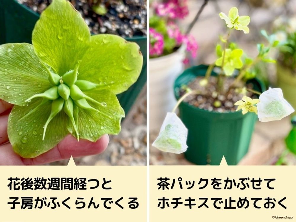 クリスマスローズ 種取り