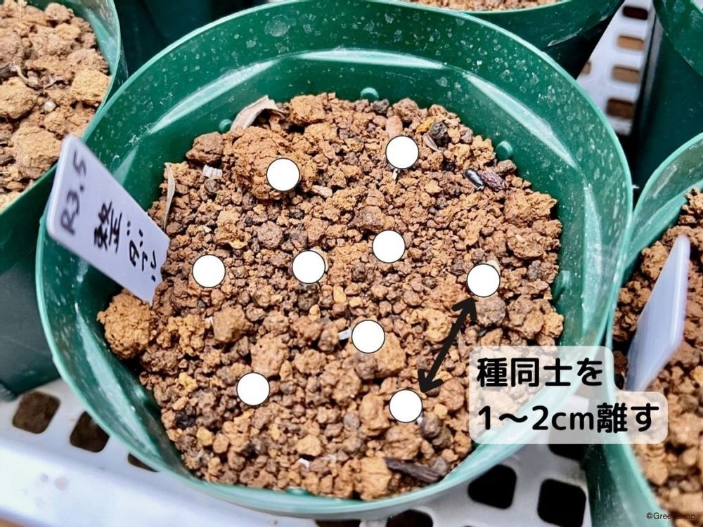 クリスマスローズ 種まき