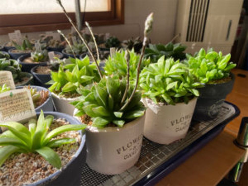 ハオルチア　鉢植え