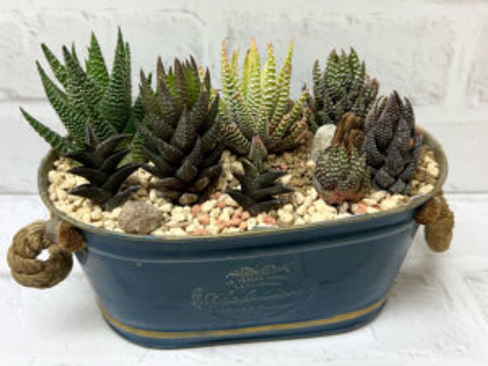 ハオルチア 寄せ植え