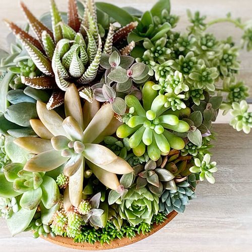 セダムの寄せ植え 作り方やおしゃれに作るコツ 植えた後の管理はどうする Greensnap グリーンスナップ セダムの寄せ植え 作り方やおしゃれに作るコツ 植えた後の管理はどうする Greensnap グリーンスナップ