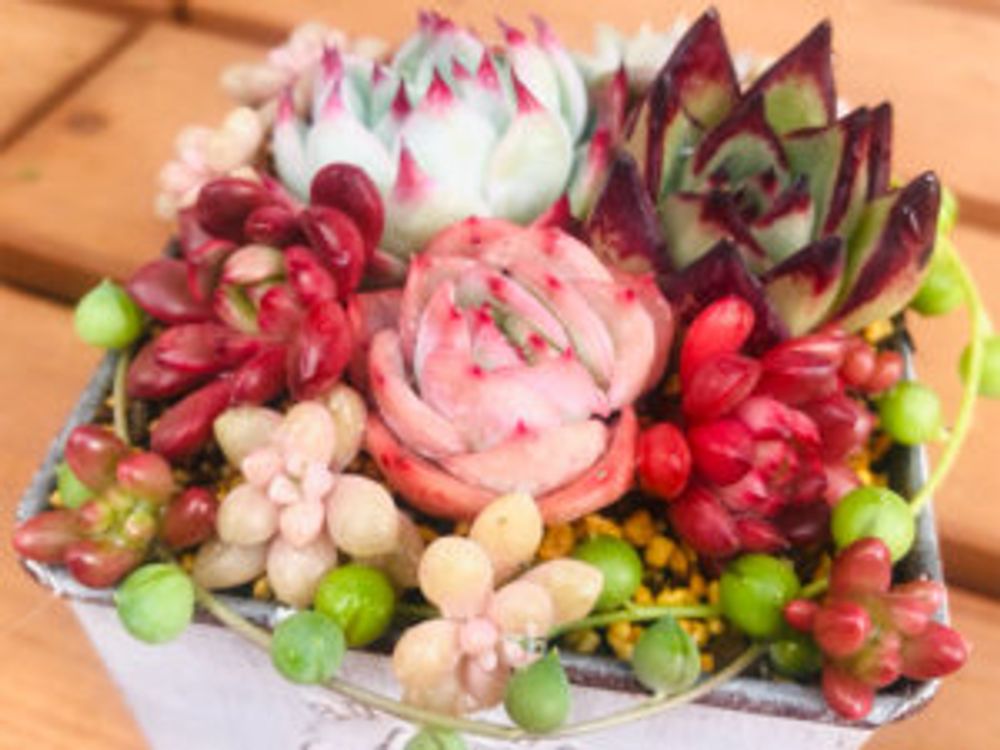 セダム　寄せ植え