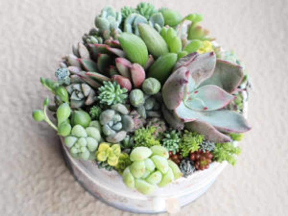 セダム　寄せ植え　沢山