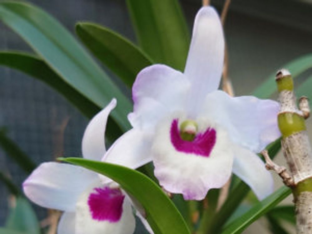 デンドロビウム・ノビル　白色
