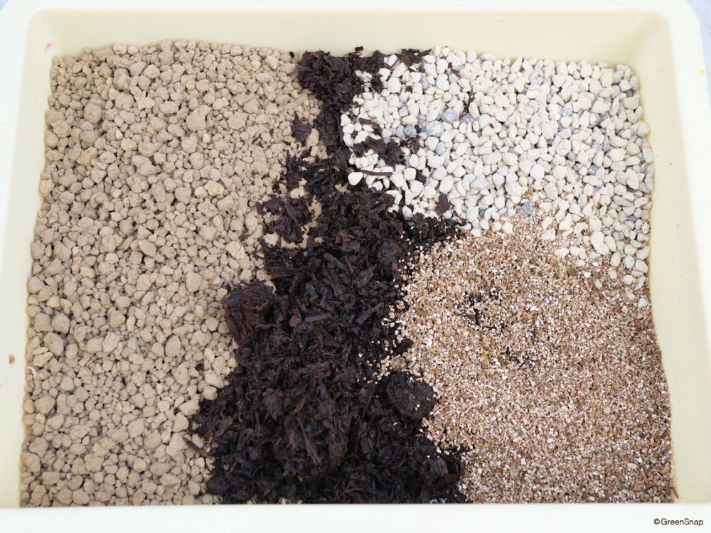 ハイビスカス 植え替え 土 配合