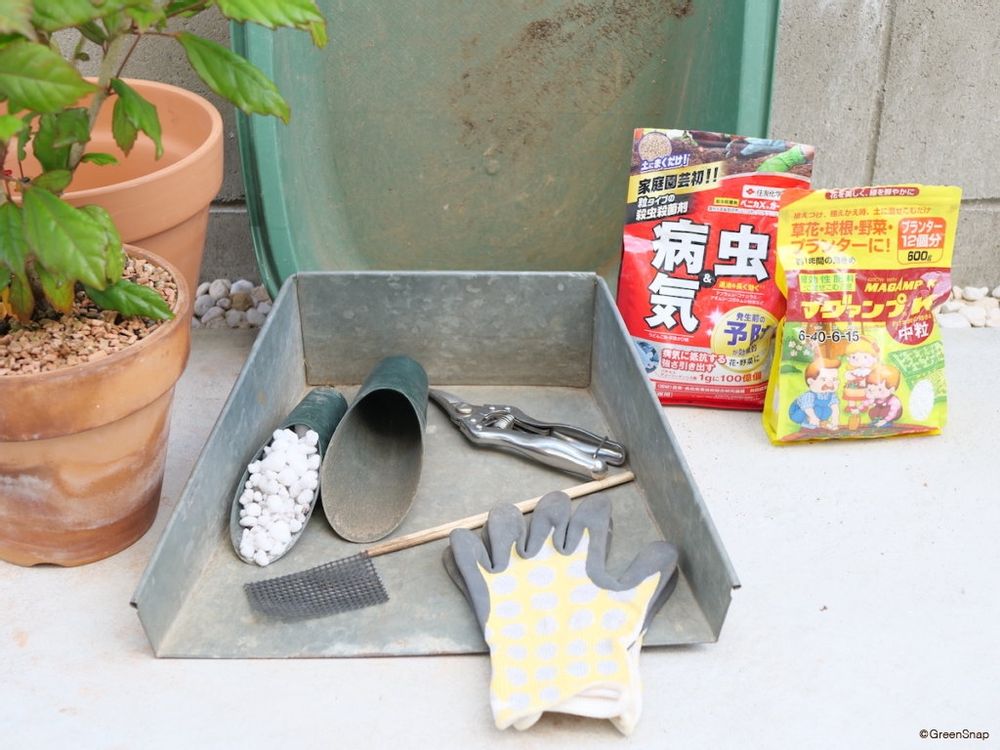 ハイビスカス 植え替え 必要なもの