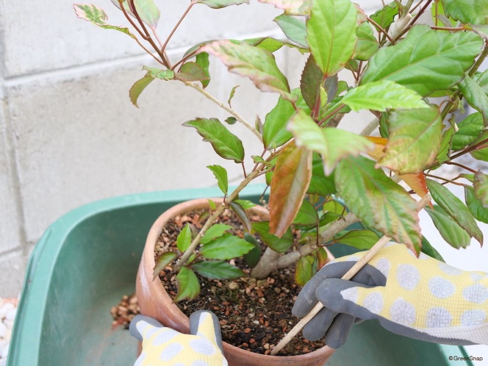 ハイビスカス 植え替え 鉢から取り出す