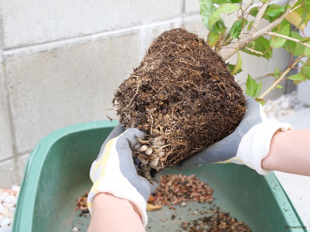 ハイビスカス 植え替え 底石を落とす