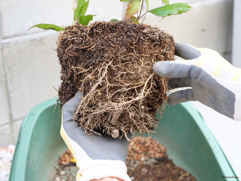 ハイビスカス 植え替え 根鉢をほぐす
