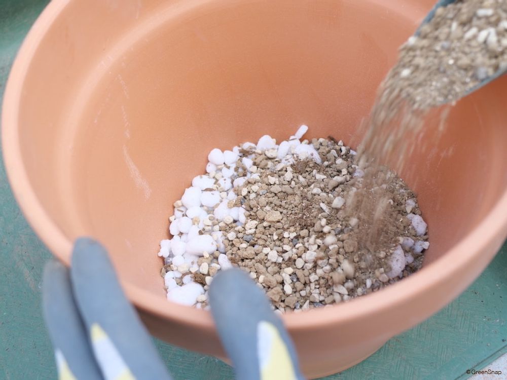 ハイビスカス 植え替え 新しい鉢を準備する