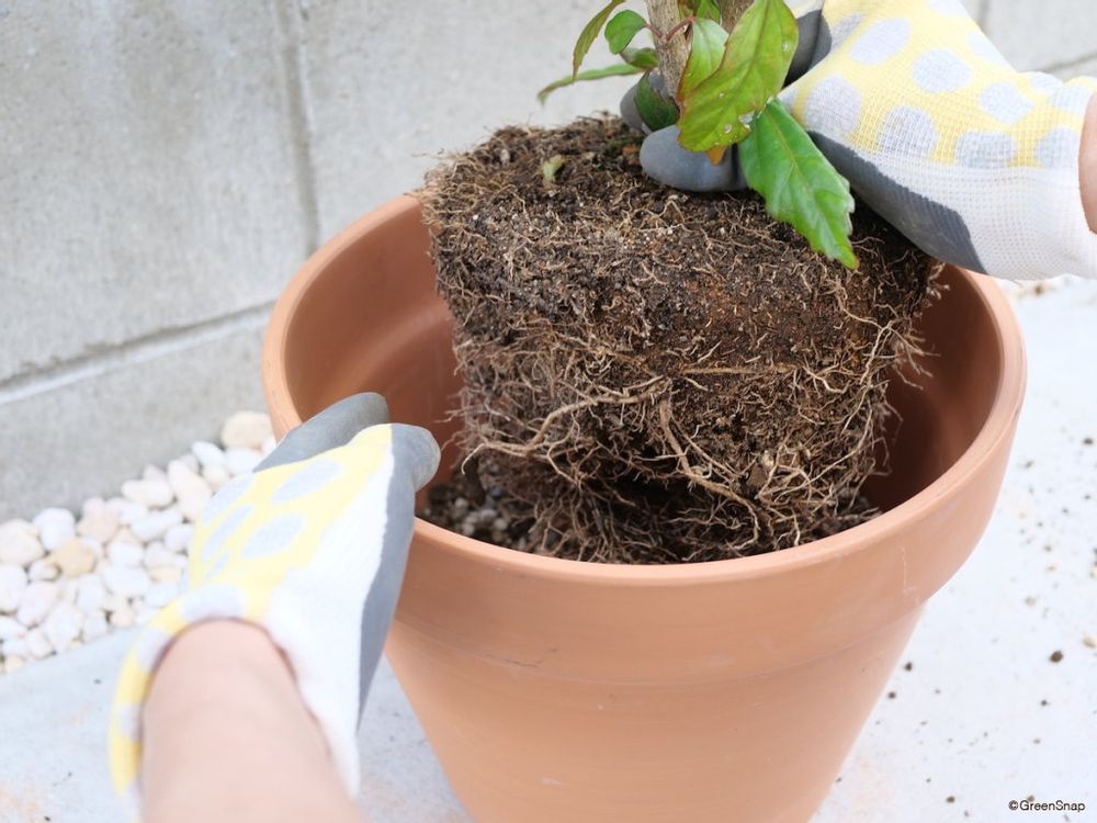 ハイビスカス 植え替え 仮置きする