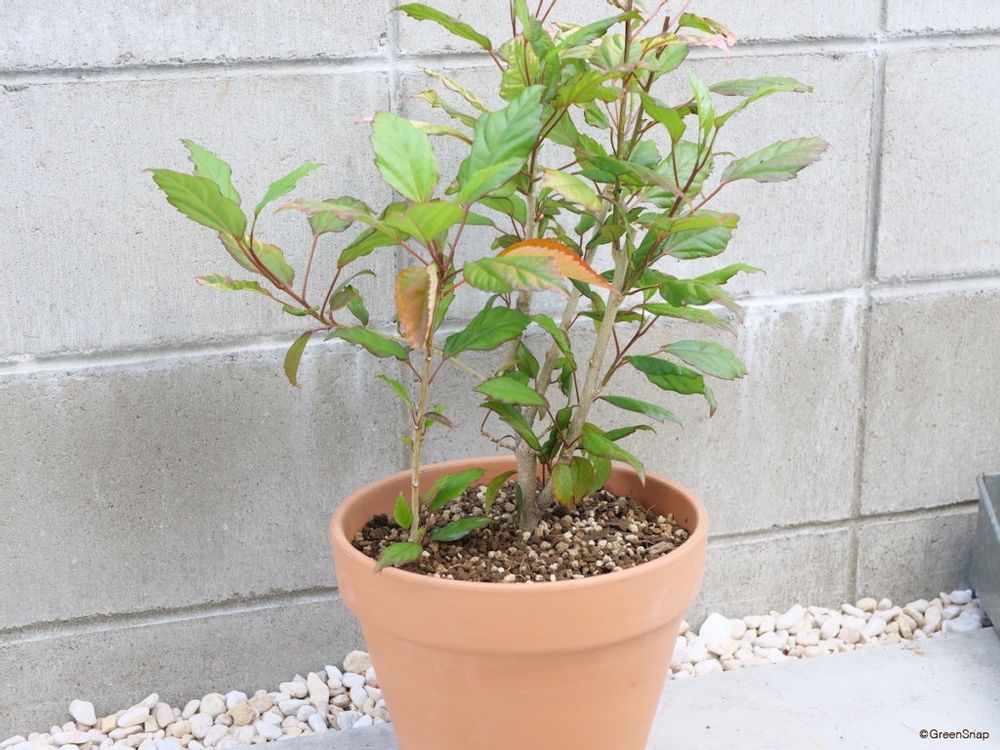 ハイビスカス 鉢植え