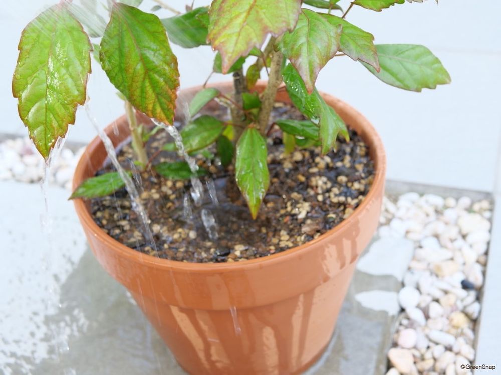 ハイビスカス 植え替え 水やりをして完了